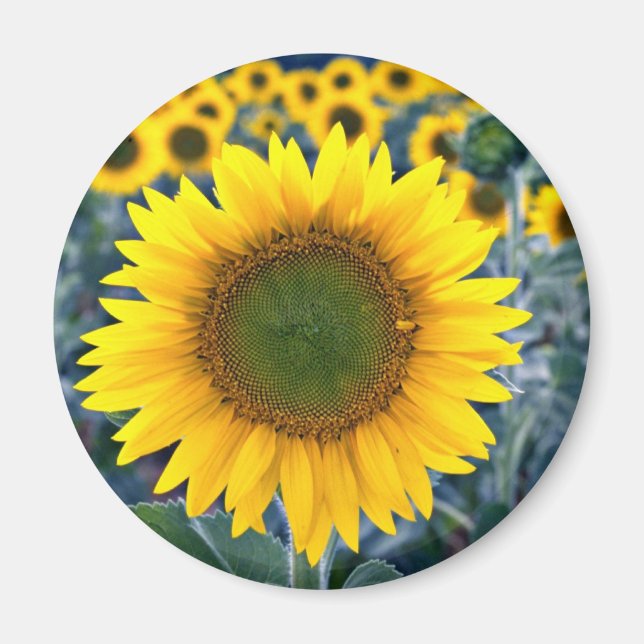 Sonnenblumen Blume Magnet (Vorne)