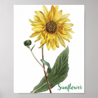 Sonnenblumen-Botanische-Illustration Blumenbild