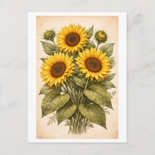 Sonnenblumen-Botanische Illustration im Vintage-St Postkarte