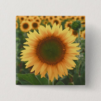 Sonnenblumen Button