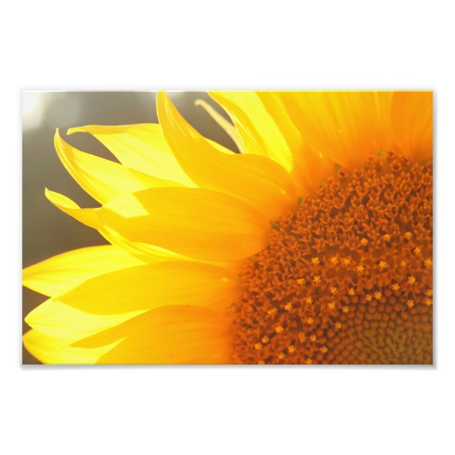 Sonnenblumen Closeup Foto Print (Vorne)