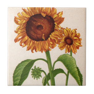 Sonnenblumen Fliese