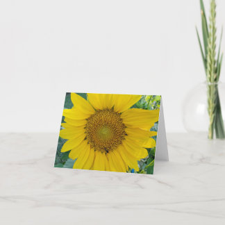 Sonnenblumen-Foto