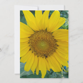 Sonnenblumen-Foto Dankeskarte