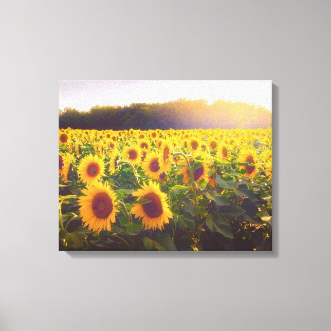 Sonnenblumen Foto Leinwand (Vorderseite)