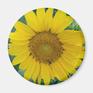 Sonnenblumen-Foto Magnet