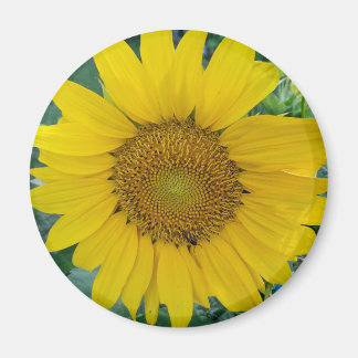 Sonnenblumen-Foto Magnet