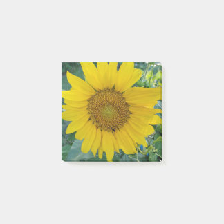Sonnenblumen-Foto Post-it Klebezettel