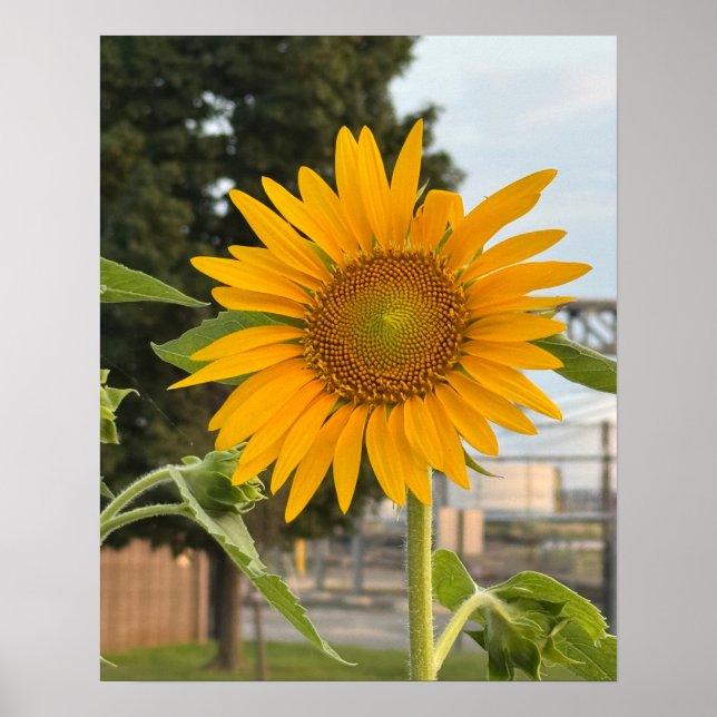 Sonnenblumen-Foto-Poster Poster (Vorne)