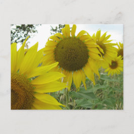 Sonnenblumen Foto Postkarte