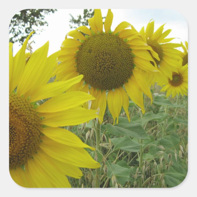 Sonnenblumen Foto Square Sticker, glänzend Quadratischer Aufkleber (Vorderseite)