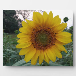 Sonnenblumen-Fotoplakette 8x10 mit Ständer für die Fotoplatte