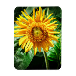 Sonnenblumen Freude Magnet