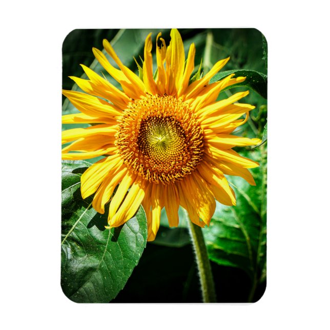 Sonnenblumen Freude Magnet (Vertikal)