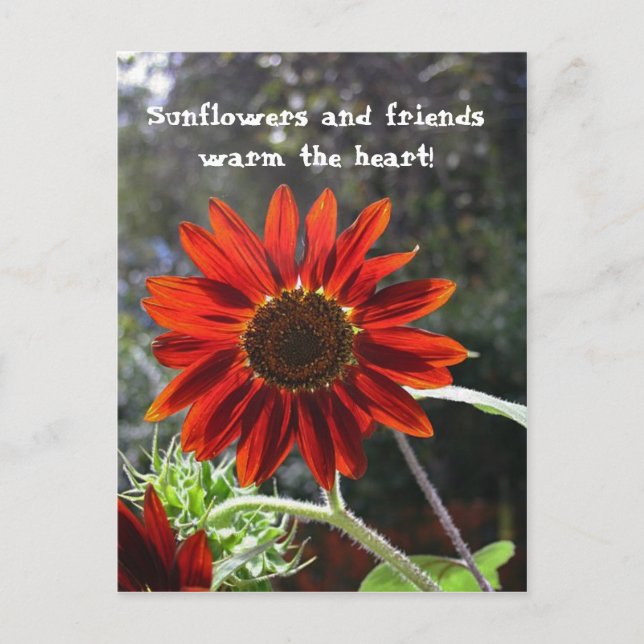 Sonnenblumen & Freunde! Postkarte (Vorderseite)