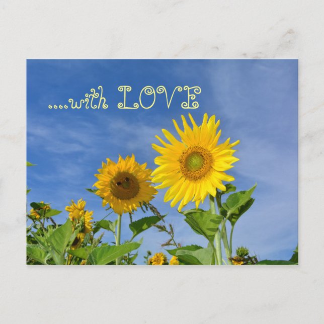 Sonnenblumen für Dich ... Postkarte (Vorderseite)