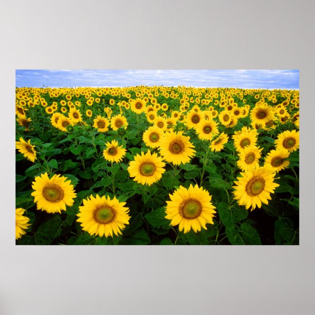 Sonnenblumen für immer poster (Vorne)