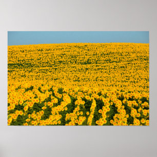 Sonnenblumen Galore Poster
