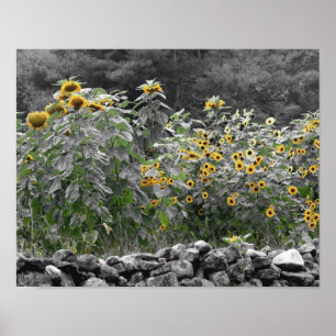 Sonnenblumen Garten Partielle Blume Poster