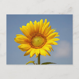 Sonnenblumen gegen Blue Sky Postcard Postkarte
