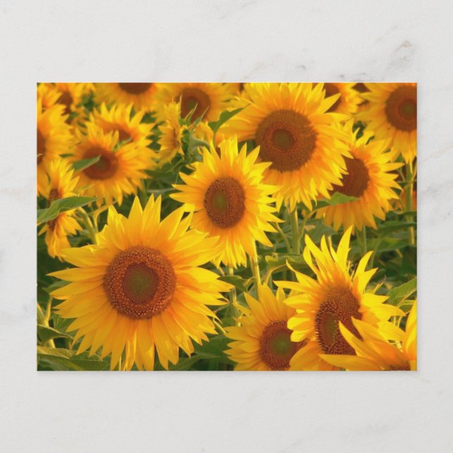 Sonnenblumen Gelbe Blüten - Danke, Liebe Postkarte (Vorderseite)
