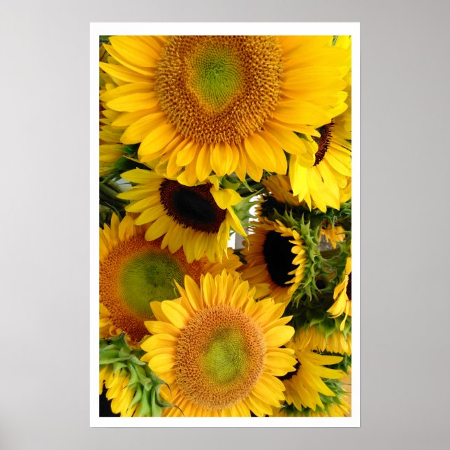 Sonnenblumen Gelber Hauch von Glück Poster (Vorne)