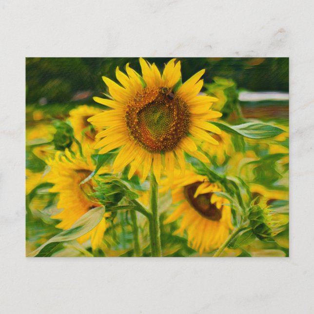 Sonnenblumen gestrichen postkarte (Vorderseite)