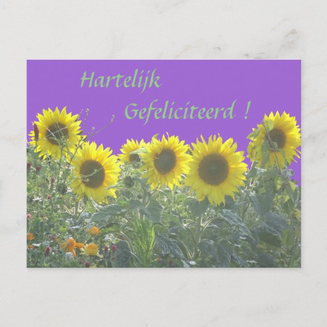 Sonnenblumen Happy Birthday in Dutch Postcard Postkarte (Vorderseite)