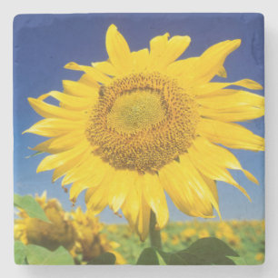 Sonnenblumen (Helianthus Annuus), bei Senekal Steinuntersetzer