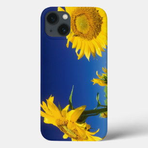 Sonnenblumen (Helianthus Annuus), in der Nähe von Case-Mate iPhone Hülle