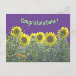 Sonnenblumen Herzlichen Glückwunsch Postkarte
