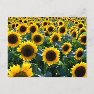 Sonnenblumen (himawari): Japan Postkarte