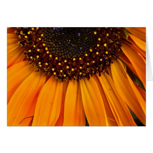 Sonnenblumen II (Vorderseite (Horizontal))