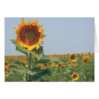 Sonnenblumen im Feld von Sonnenblumen