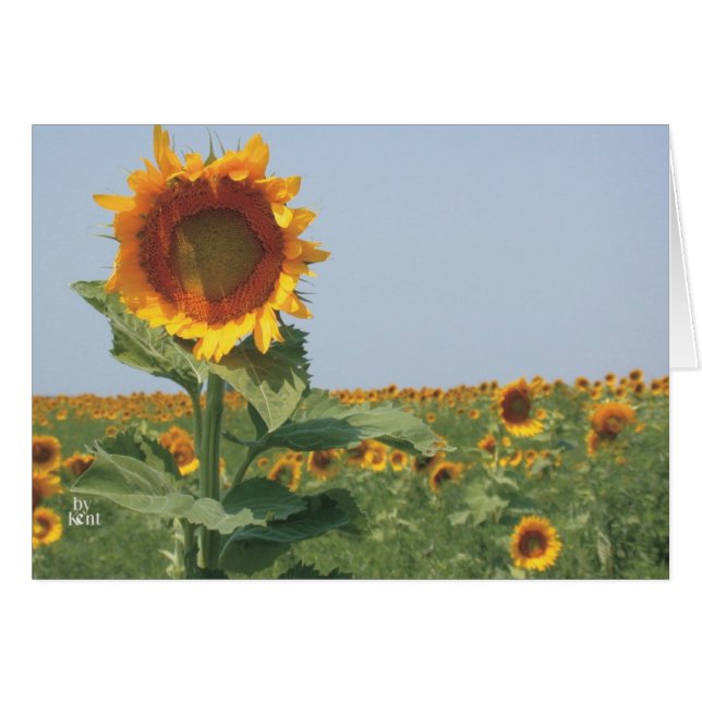 Sonnenblumen im Feld von Sonnenblumen (Vorderseite (Horizontal))