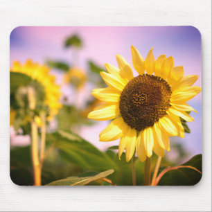 Sonnenblumen im RHS Wisley Botanischer Garten Mousepad