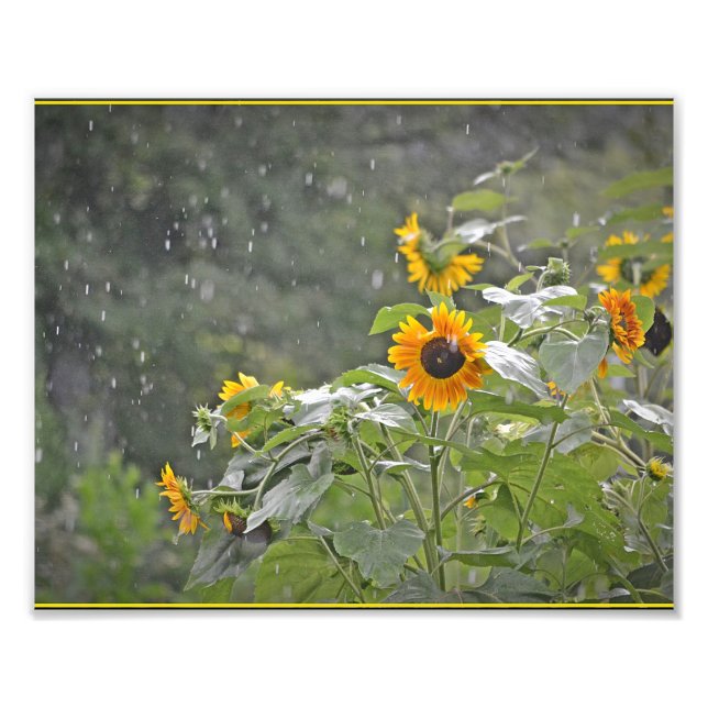 Sonnenblumen im Sommer Regen Foto drucken (Vorne)