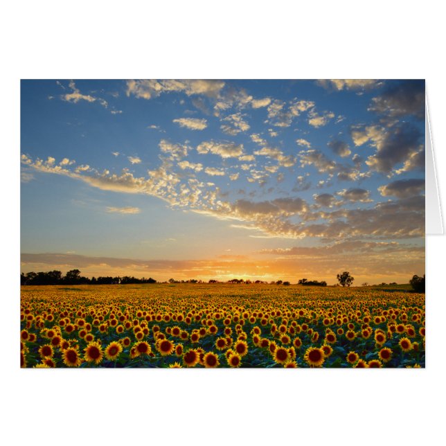 Sonnenblumen im Sonnenuntergang (Vorderseite (Horizontal))