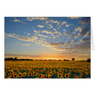Sonnenblumen im Sonnenuntergang
