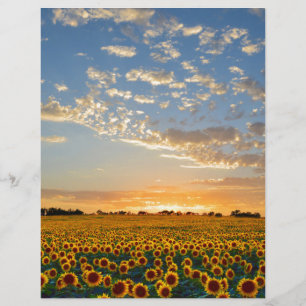 Sonnenblumen im Sonnenuntergang