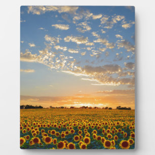 Sonnenblumen im Sonnenuntergang Fotoplatte
