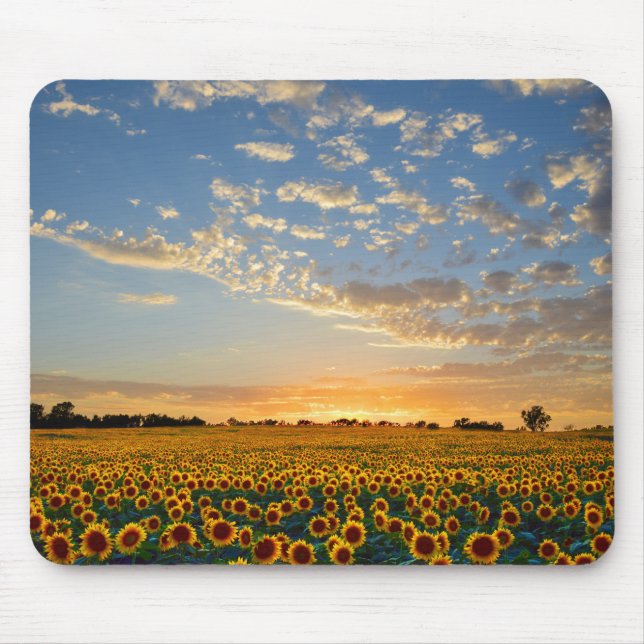 Sonnenblumen im Sonnenuntergang Mousepad (Vorne)