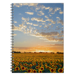 Sonnenblumen im Sonnenuntergang Notizblock