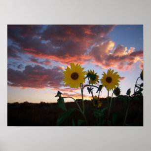 Sonnenblumen im Sonnenuntergang Poster