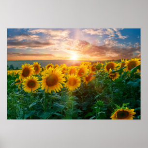 Sonnenblumen im Sonnenuntergang Poster