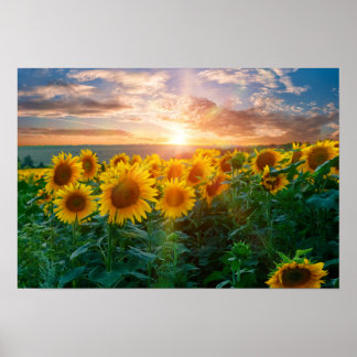 Sonnenblumen im Sonnenuntergang Poster