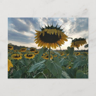 Sonnenblumen im Sonnenuntergang Postkarte