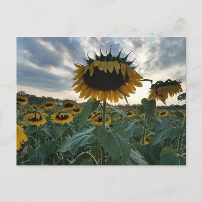Sonnenblumen im Sonnenuntergang Postkarte (Vorderseite)