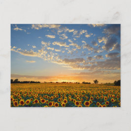 Sonnenblumen im Sonnenuntergang Postkarte