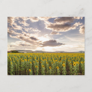 Sonnenblumen im Sonnenuntergang Postkarte